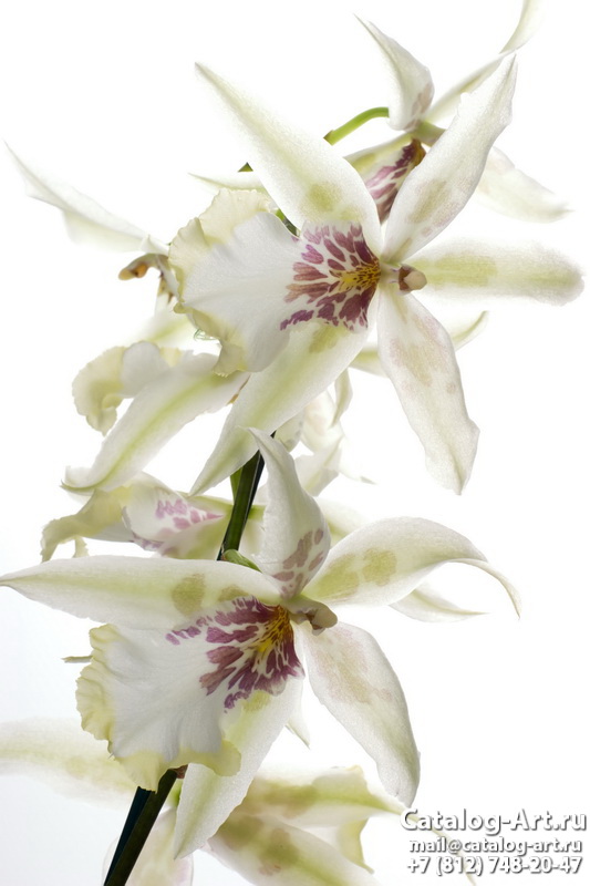 Натяжные потолки с фотопечатью - Белые орхидеи 26